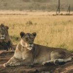 Lion Filming in Uganda